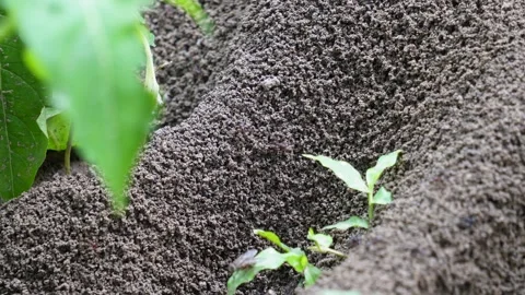 Several black ants are making an large anthill for their nest Stock Footage 314572679