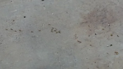 Several black ants are roaming on the concrete floor 스톡 동영상 314522560