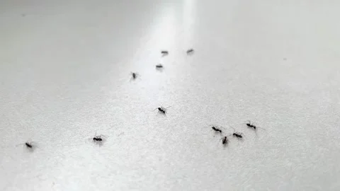 Several black ants on the ground Stock Footage 163449119