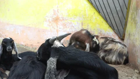 Several black goats resting in the Huachipa zoo at daytime in 4K Stock Footage 158261453