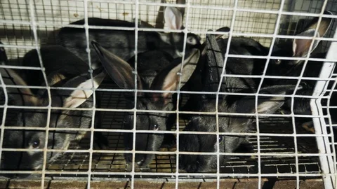 Several black rabbits inside a stainless cage Stock Footage 105304030