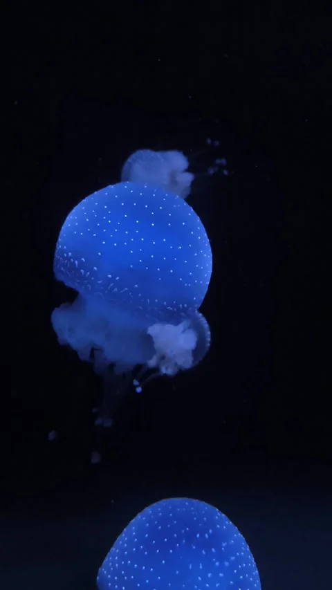 Several blue jellyfish Video stock 320438146