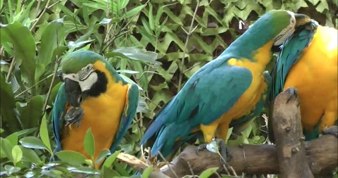 Several blue yellow macaws on branch 動画素材 343711617