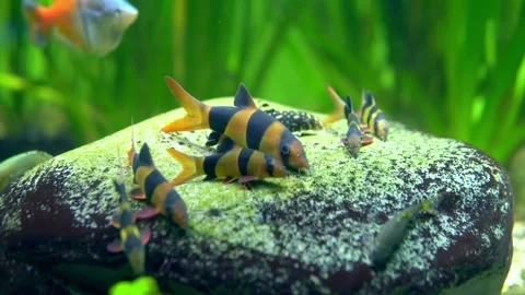 Several Boesemani rainbowfish lying on a rock cove Video stock 241537019
