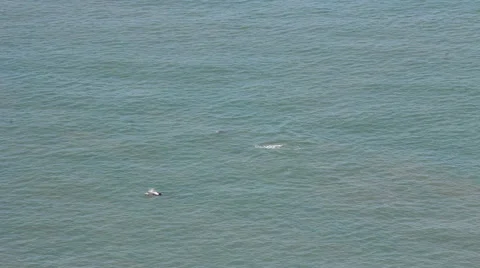 Several bottlenose dolphins surfacing in the calm sea off Ceredigion, Wales Stock Footage 44346748
