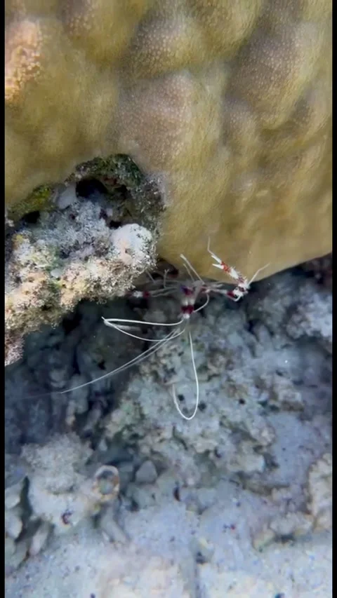 Several Boxer Shrimp Hiding Under Coral in Marsa Alam, Egypt Vídeos de archivo 345147059