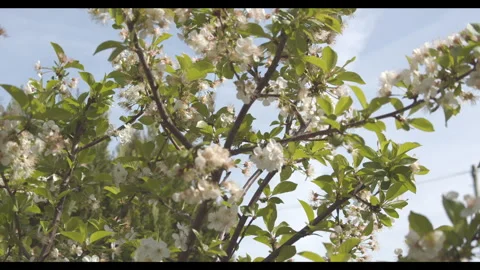 Several branches of a blossoming cherry tree Stock Footage 272226217