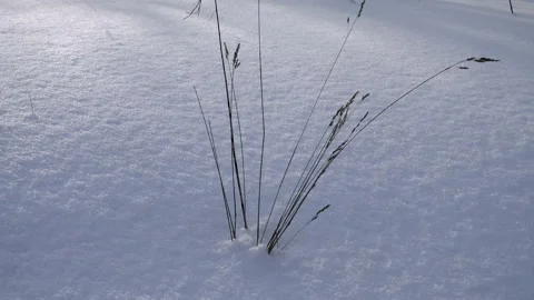 Several branches of dried grass stick out from a snowy field in winter Stock Footage 233718051