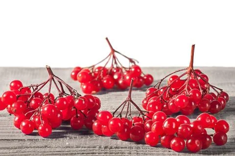 Several branches of viburnum Stock Photos