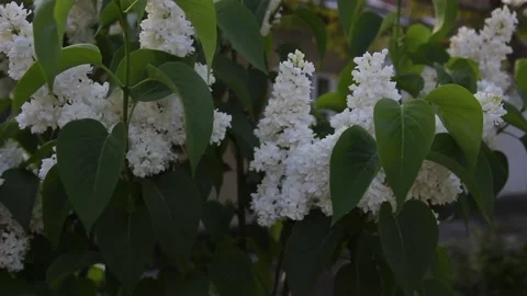Several branches of white lilac 스톡 동영상 107444598