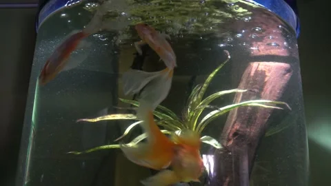 Several bright orange fish with fine white trails swimming in the aquarium of Stock Footage 158272146