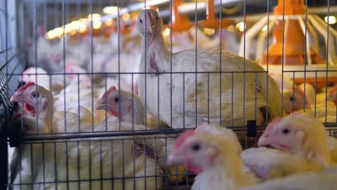 Several broilers looks outside their neighboring cages. Stock-Footage 83652351