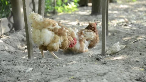 Several brown and white hens peck and scratch at dry soil 動画素材 343383041
