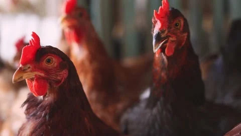 Several brown chickens close-up on a poultry farm. Selective focus Stock Footage 157309666