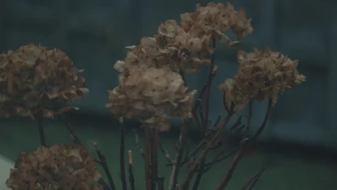 Several brown dead plants blowing in a stormy wind Stock Footage 101760389