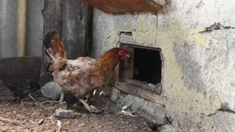 Several brown hens enter the chicken coop through a special door Stock Footage 195005469