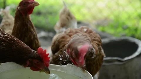 Several brown hens gather around a container and drink fresh water together 스톡 동영상 343383045