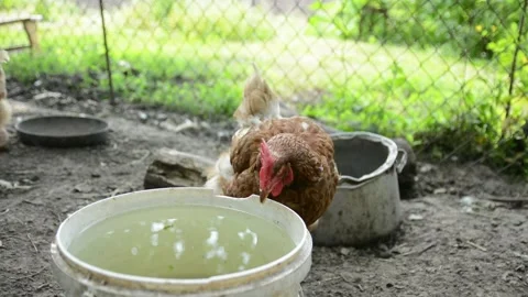 Several brown hens gather around a container and drink fresh water together Video stock 343383053