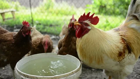 Several brown hens gather around a container and drink fresh water together 動画素材 343383063