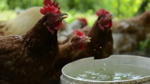 Several brown hens gather around a container and drink fresh water together 動画素材 343383064