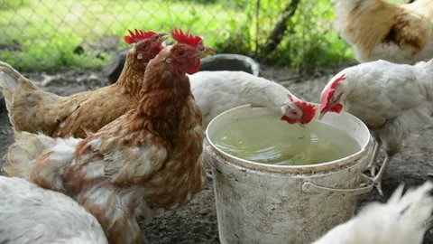 Several brown hens gather around a container and drink fresh water together Vídeo Stock 343383071