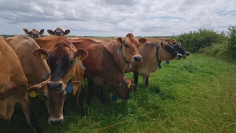 Several Brown Jersey Cows Standing Together in Grassy Field Under Cloudy Sky Stock Footage 337831859