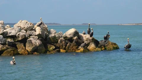 Several brown pelicans on large rocks watching for food in the water. Stock Footage 245775463