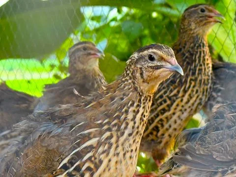Several brown quails with patterned feathers perch behind a green net, creati Foto stock