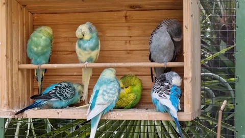 Several budgerigars (common parakeets) with various colours in wooden cage Stock Footage 257771038