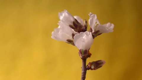 Several buds of wild almonds on a branch open against a yellow background Stock Footage 163297783