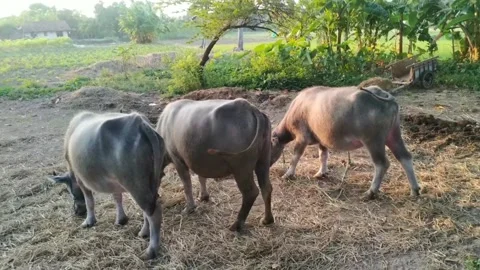 Several buffaloes Stock Footage 275254100