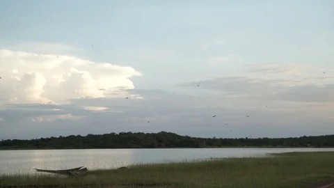 Several bugs in an African swamp. About mosquitoes, dragonflies, malaria Stock Footage 71106093