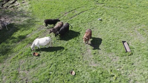 Several bulls on the field in early spring Stock Footage 194383795