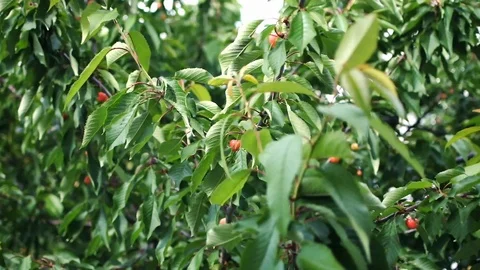 Several bunches of Cherries, about to become ripe, Vídeo Stock 101347167
