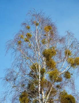 Several bunches of mistletoe on a birch tree against a sky Stock Photos