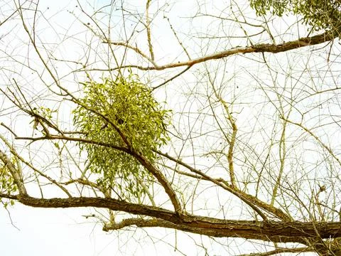 Several bunches of mistletoe on tree branches against a background of tree .. Stock Photos