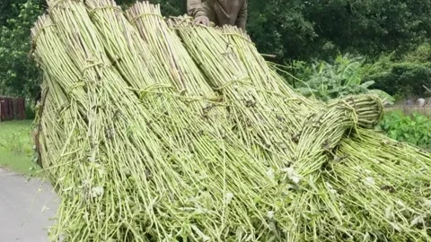 Several bundles of jute stem are piled up Stock Footage 314520569