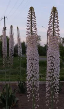 Several bushes with blossoming stems in pink flowers of Himalayan eremurus in Stock Photos