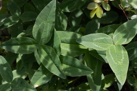 Several bushes of three-leaf clover growing in a forest in spring Stock Photos