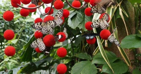 Several butterflies on the red globes Stock Footage 124993166