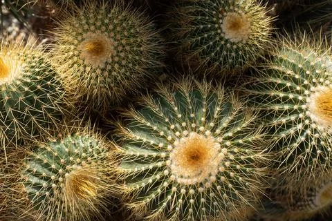 Several Cactus on the sandy ground. Top view Stock Photos