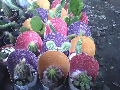 Several cactuses in small pots at the flower shop Stock Footage 162146775