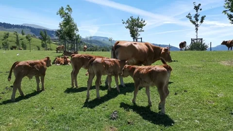 Several calves and their mother grazing in the meadow Stock Footage 134607553