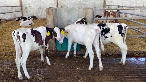 Several calves rub against each other in the pen. Stock Footage 156602097
