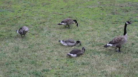 Several Canada Geese in a Field Stock Footage 128715814