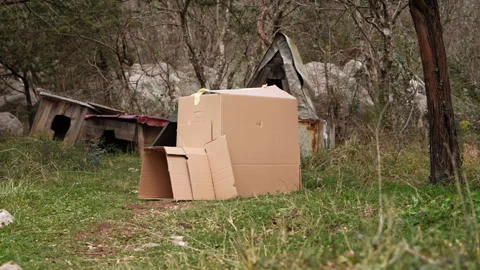 Several cardboard boxes are stacked on the grass in an abandoned yard Stock Footage 329003501