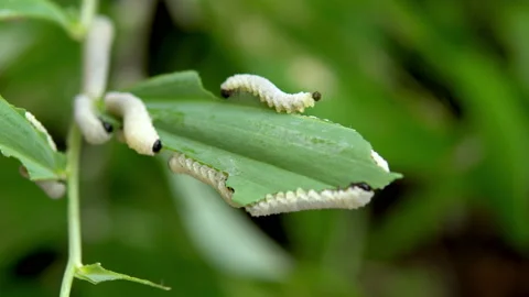Several caterpillars eat the green leaf of the plant. Shooting closeup, the Video stock 155023976