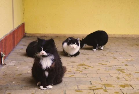 Several cats are sitting on the ground Stock Photos