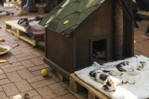 Several cats relax on soft bedding near a small wooden shelter. The outdoor a Stock Photos