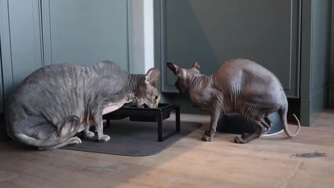 Several cats Sphinx goes to eat Stock Footage 289004213